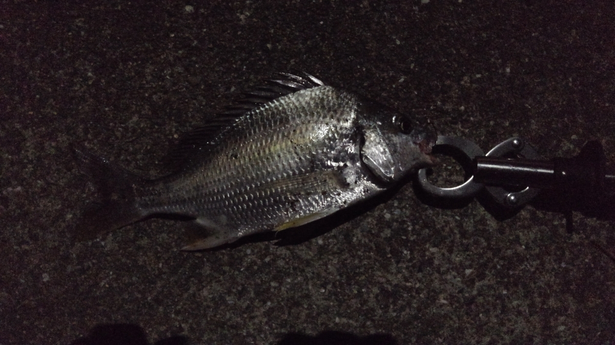 f:id:turibocci:20190908073721j:plain