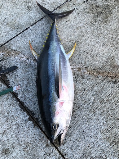 泳がせ釣り 八丈島でキハダマグロが Part 2 03 09 13 千葉 湾奥 民の釣り日記 泳がせ釣り 八丈島でキハダマグロが Part 2 03 09 13 千葉 湾奥 民の釣り日記