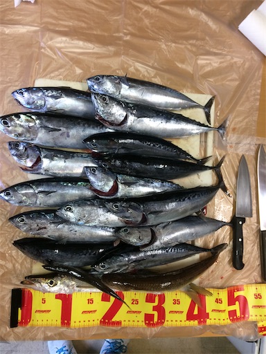 DAIWA LAZY T86ML-6 ルアーロッド