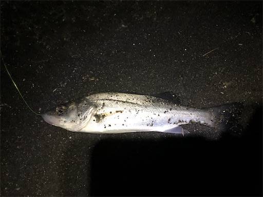 f:id:turiheta:20210116090820j:image f:id:turiheta:20210116090820j:image