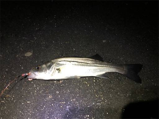 散々な湾奥カレイ釣り 21 01 16 千葉 湾奥 民の釣り日記