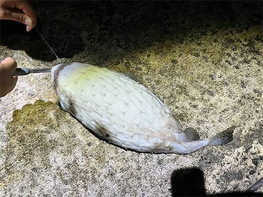 f:id:turiheta:20230918191018j:image f:id:turiheta:20230918191018j:image