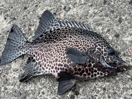 f:id:turiheta:20240219160027j:image f:id:turiheta:20240219160027j:image