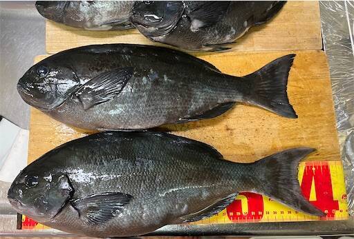 f:id:turiheta:20240219162237j:image f:id:turiheta:20240219162237j:image