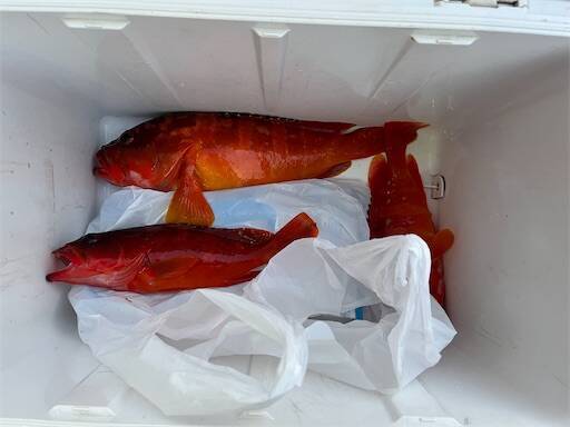 f:id:turiheta:20240320224117j:image f:id:turiheta:20240320224117j:image