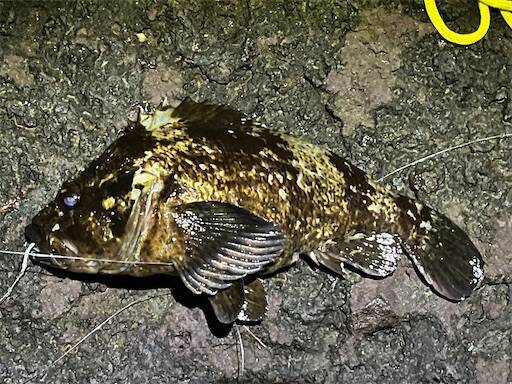 f:id:turiheta:20240320224306j:image f:id:turiheta:20240320224306j:image