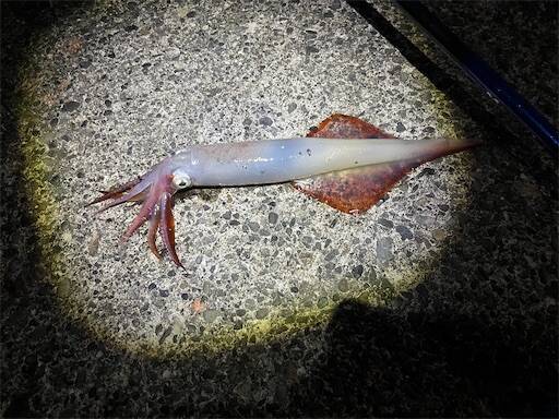 f:id:turiheta:20240502180142j:image f:id:turiheta:20240502180142j:image