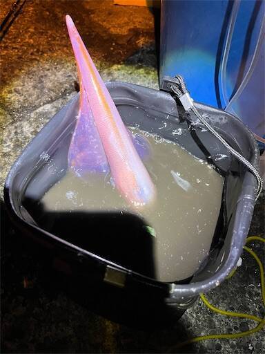 f:id:turiheta:20240502180151j:image f:id:turiheta:20240502180151j:image