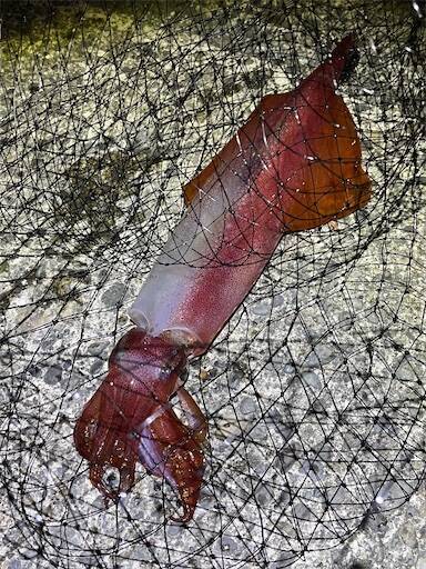 f:id:turiheta:20240520231928j:image f:id:turiheta:20240520231928j:image