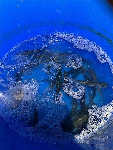 f:id:turiheta:20240520233100j:image f:id:turiheta:20240520233100j:image