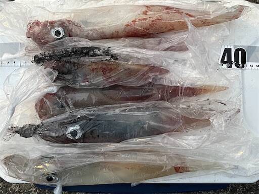 f:id:turiheta:20240520233114j:image f:id:turiheta:20240520233114j:image