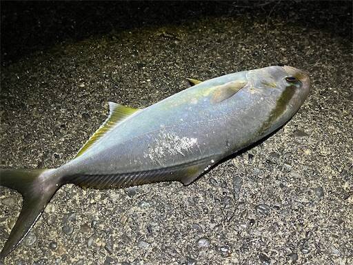 f:id:turiheta:20240910194807j:image f:id:turiheta:20240910194807j:image