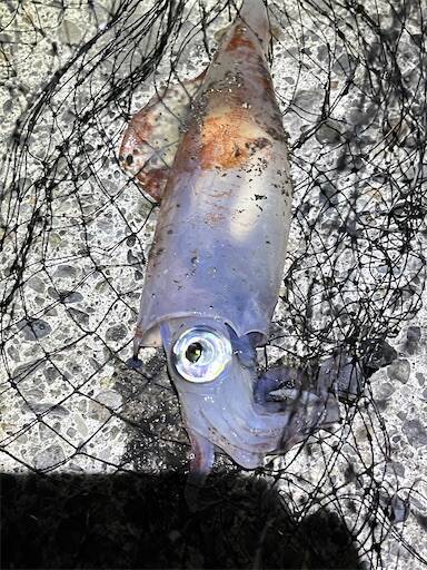 f:id:turiheta:20250331214240j:image f:id:turiheta:20250331214240j:image