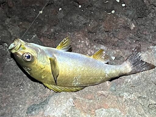 f:id:turiheta:20250714224143j:image f:id:turiheta:20250714224143j:image