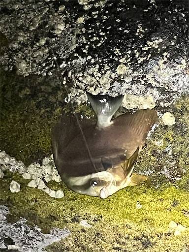 f:id:turiheta:20250714224210j:image f:id:turiheta:20250714224210j:image