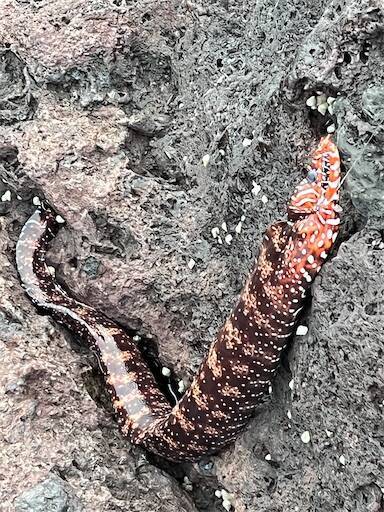 f:id:turiheta:20250714224225j:image f:id:turiheta:20250714224225j:image