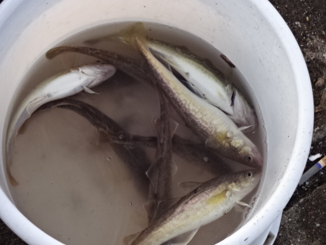 ブリの回遊コースは海水温に関係がある 検証してみました 釣塾 Tsurijuku ブリの回遊コースは海水温に関係がある 検証してみました 釣塾 Tsurijuku