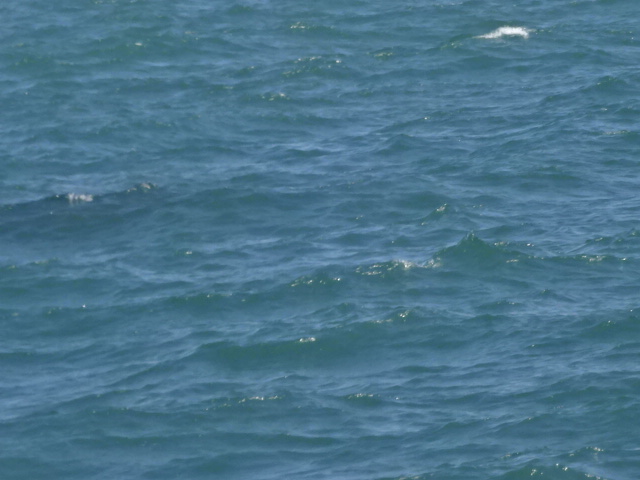 鮭釣りと海の色の関係 今日の紋別港釣り情報 釣塾 Tsurijuku