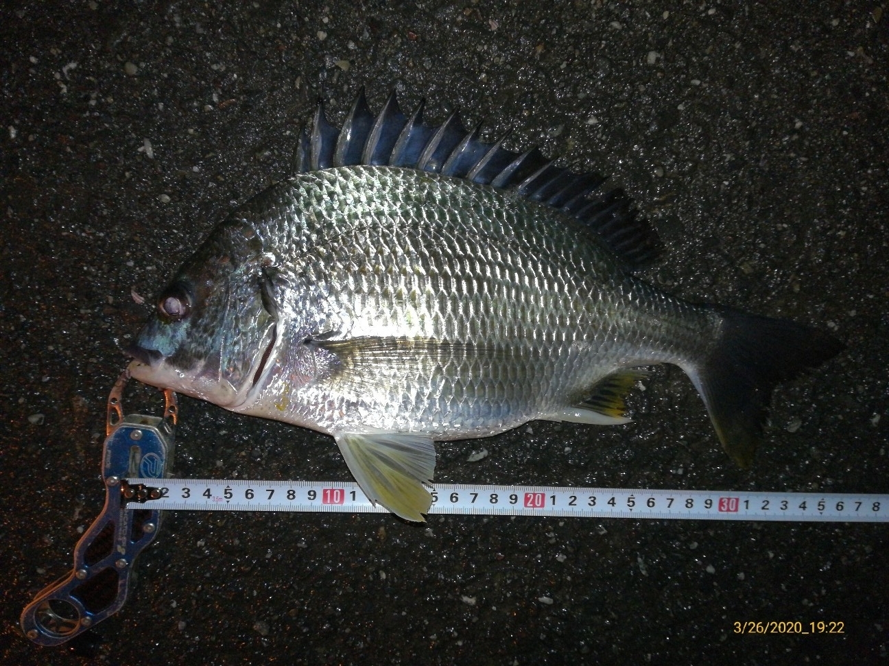 f:id:turikitikun1977:20200326213540j:plain f:id:turikitikun1977:20200326213540j:plain