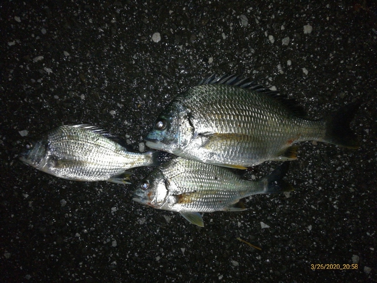 f:id:turikitikun1977:20200326213556j:plain f:id:turikitikun1977:20200326213556j:plain