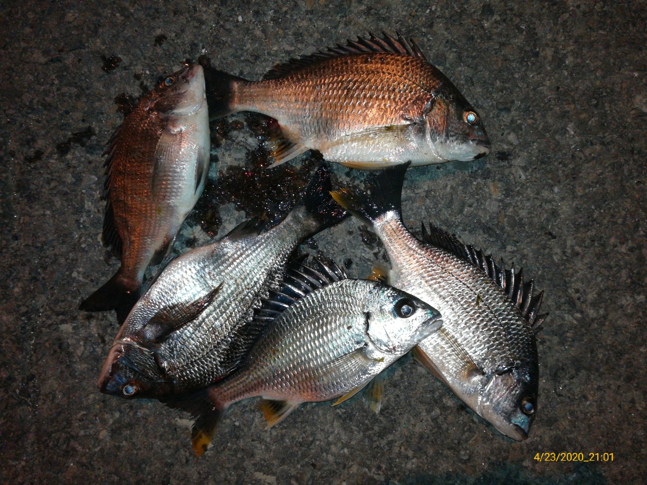 f:id:turikitikun1977:20200423210433j:image