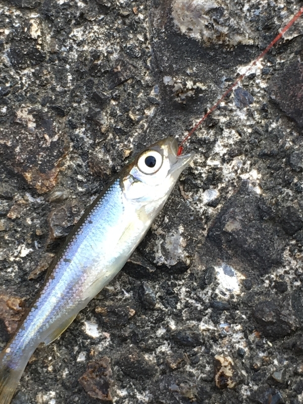 f:id:turimemo:20190324225025j:plain