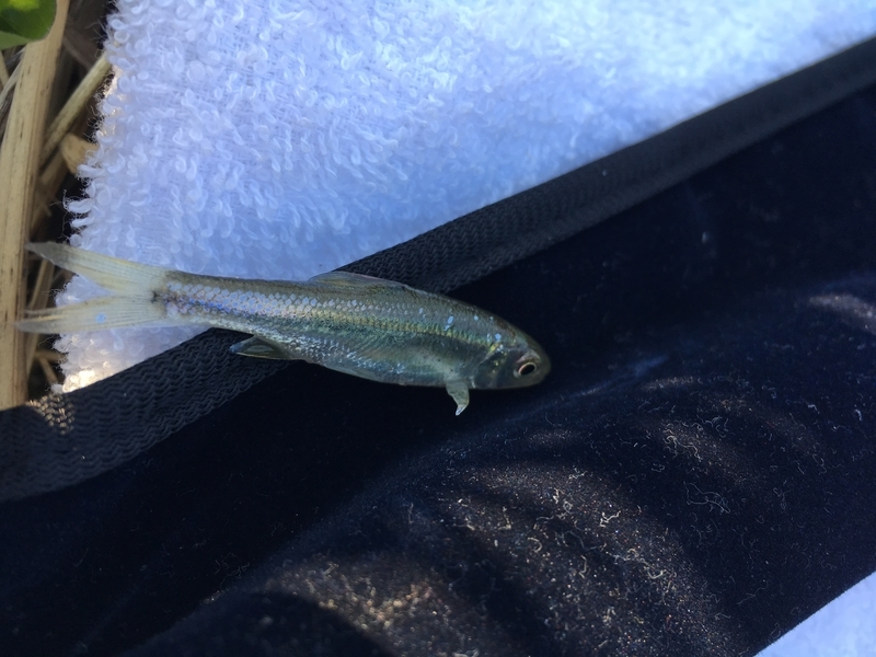 f:id:turimemo:20190324225027j:plain