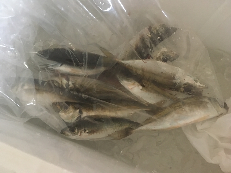 f:id:turimemo:20190504222049j:plain f:id:turimemo:20190504222049j:plain