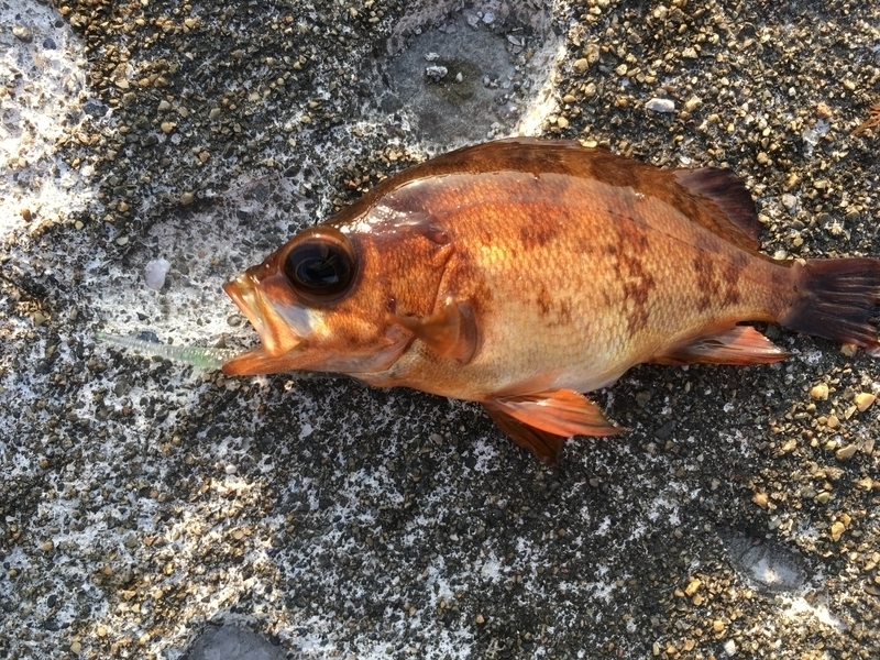f:id:turimemo:20190504222457j:plain f:id:turimemo:20190504222457j:plain
