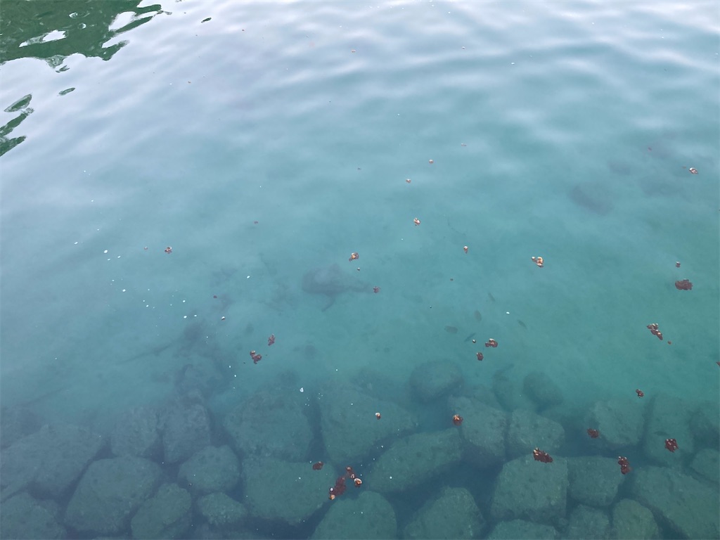 f:id:turimemo:20210219210346j:image f:id:turimemo:20210219210346j:image