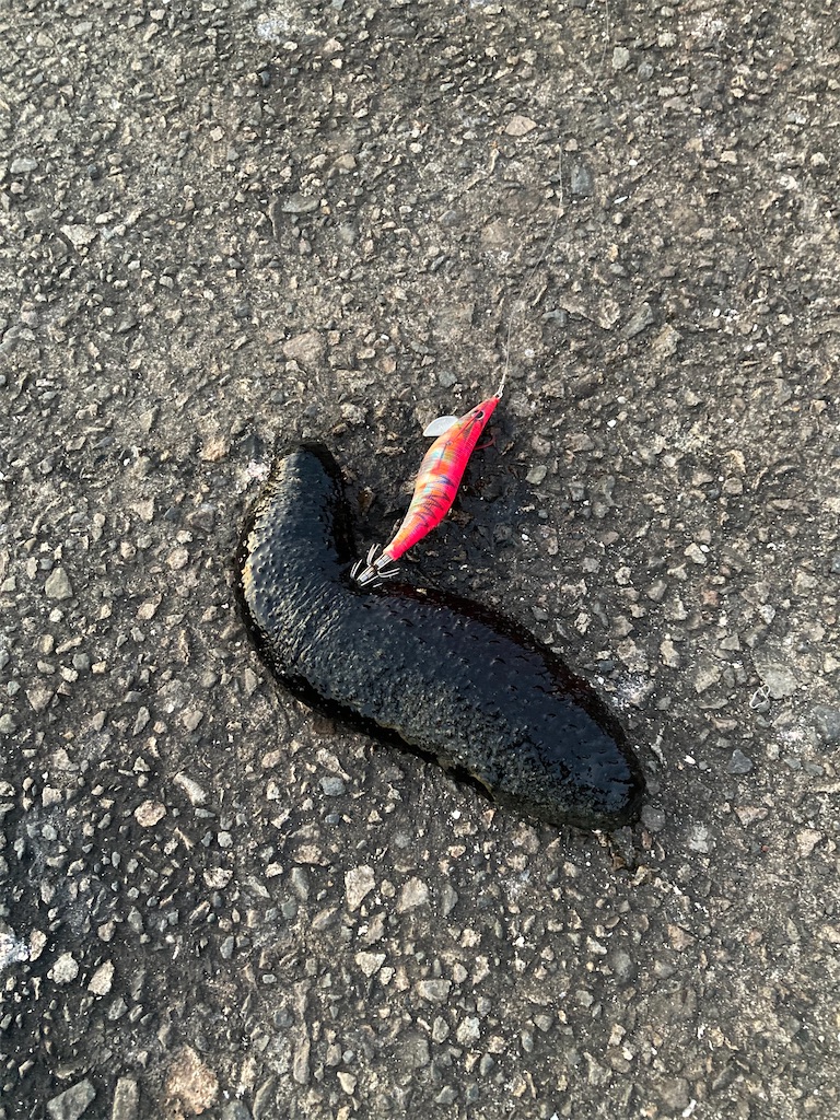 f:id:turimemo:20210219210412j:image f:id:turimemo:20210219210412j:image