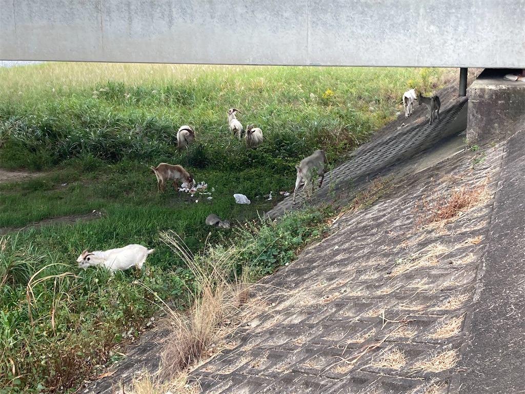 f:id:turimemo:20211016194801j:image f:id:turimemo:20211016194801j:image