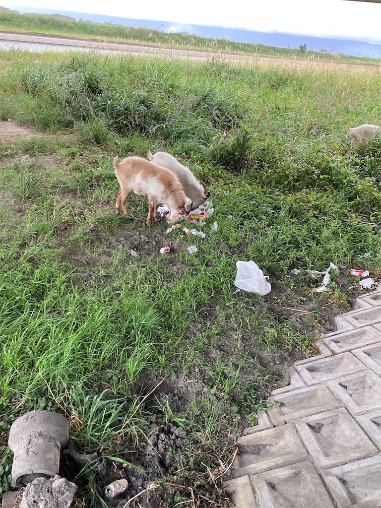 f:id:turimemo:20211016194813j:image f:id:turimemo:20211016194813j:image