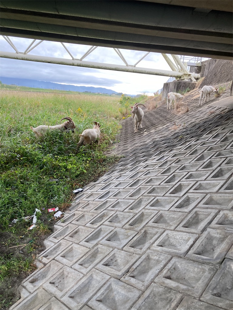 f:id:turimemo:20211016194821j:image f:id:turimemo:20211016194821j:image