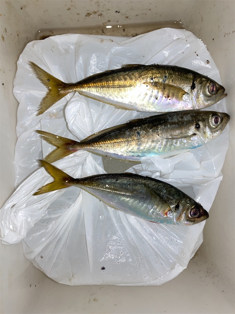 f:id:turimemo:20230910214622j:image