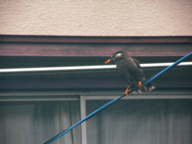 f:id:turimotonaoki:20100524131946j:image