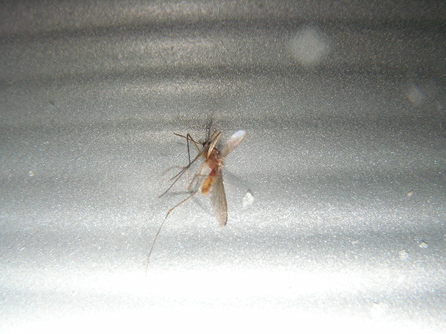 f:id:turimotonaoki:20100526191322j:image