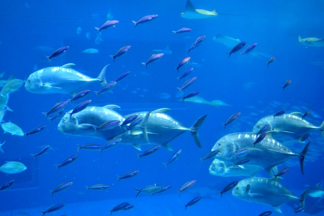 大潮や潮止まりでは釣れない理由はなぜ 魚の生態を解説 子どもと妻と釣りと僕 大潮や潮止まりでは釣れない理由はなぜ 魚の生態を解説 子どもと妻と釣りと僕