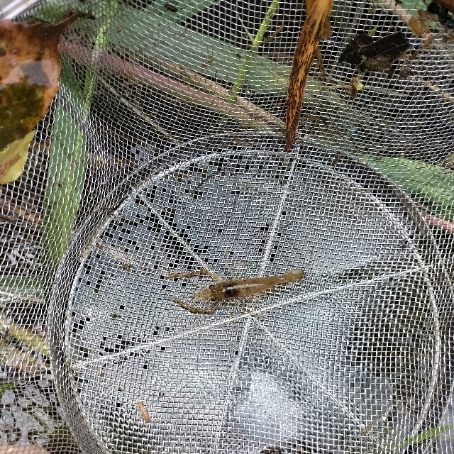 f:id:turitanuki:20240507122444j:image