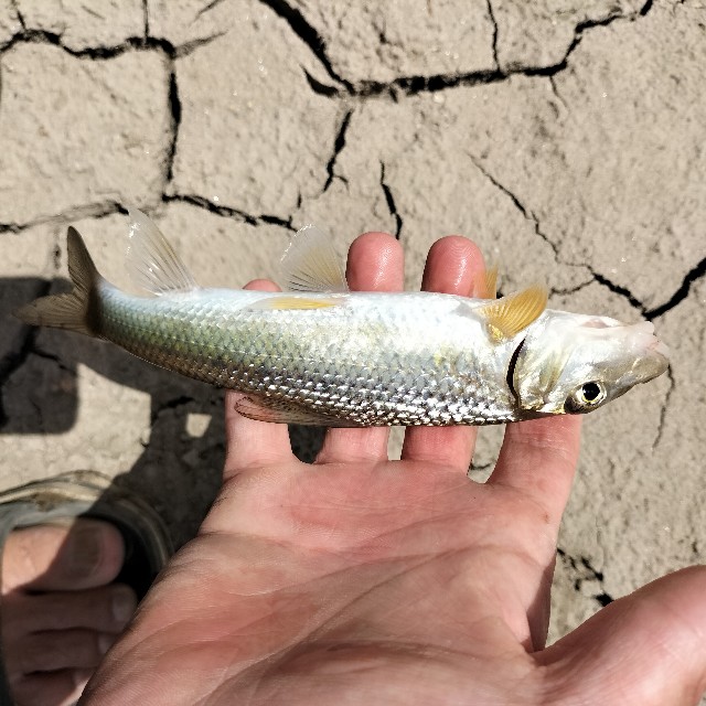 f:id:turitanuki:20240507142618j:image