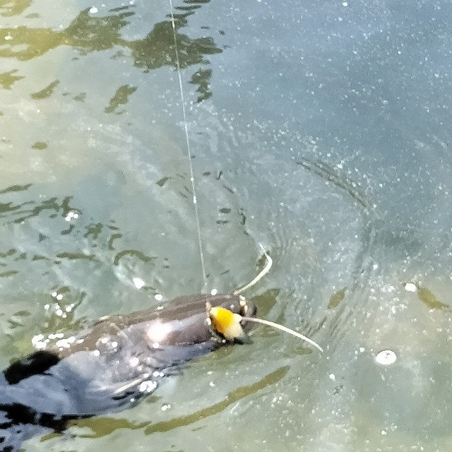 f:id:turitanuki:20240507142808j:image