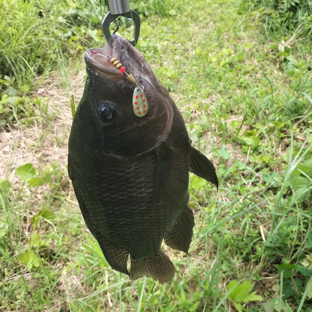 f:id:turitanuki:20240507143242j:image