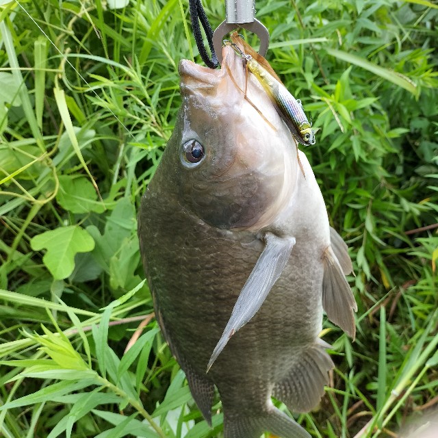 f:id:turitanuki:20240507143504j:image