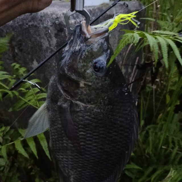 f:id:turitanuki:20240507144007j:image