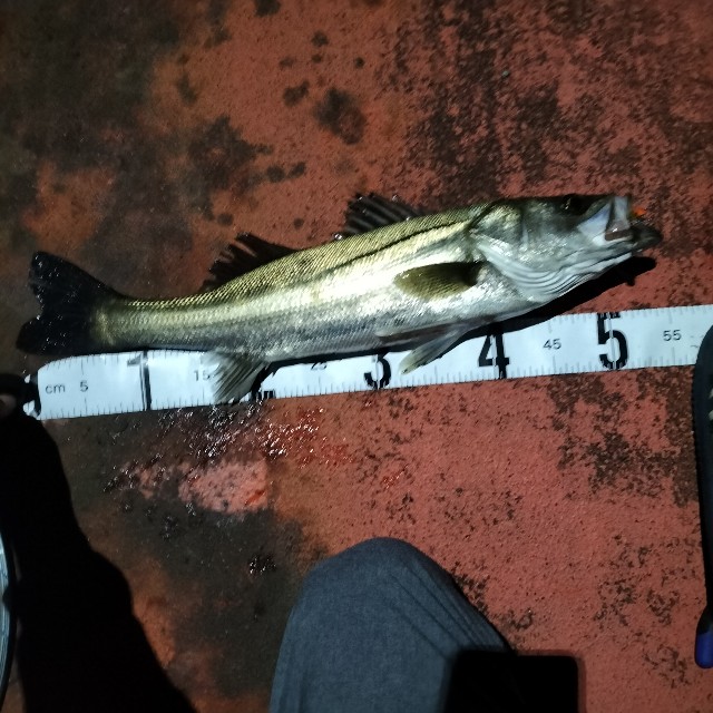 f:id:turitanuki:20240507144731j:image