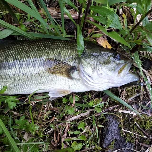 f:id:turitanuki:20240507144749j:image