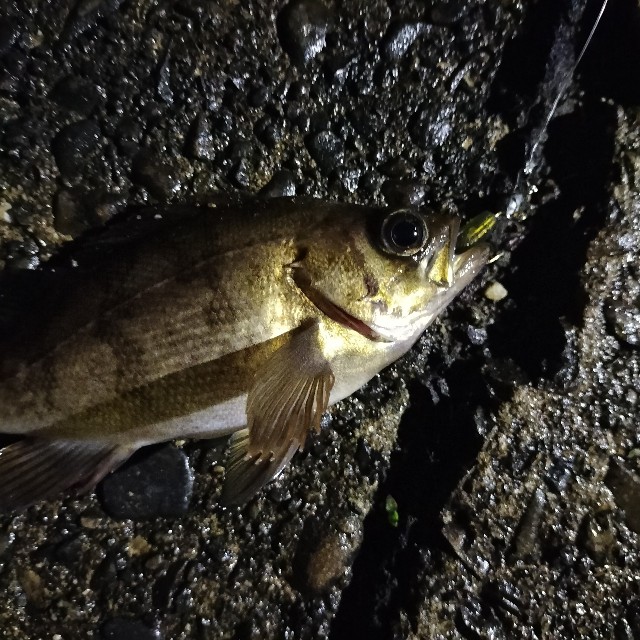 f:id:turitanuki:20240507144813j:image