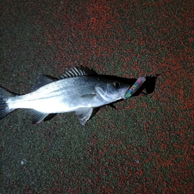 f:id:turitanuki:20240507144849j:image