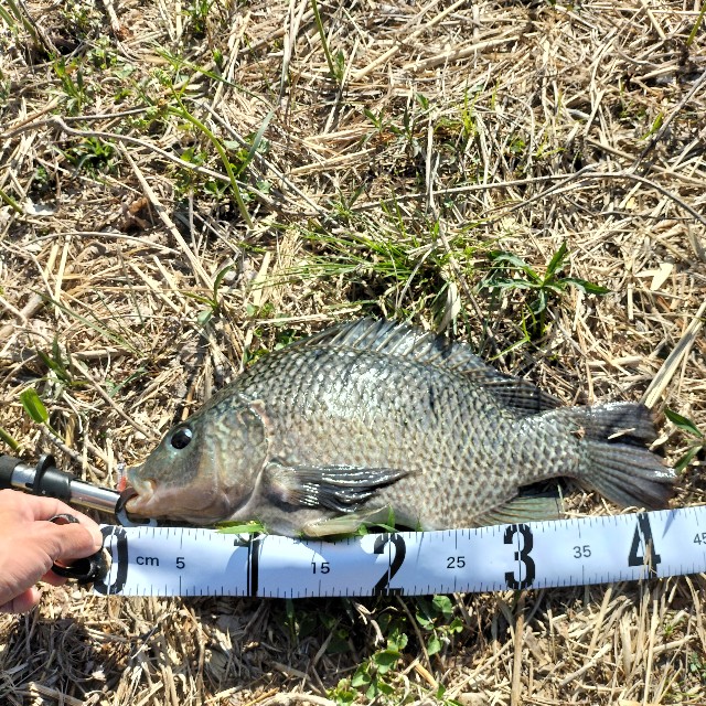 f:id:turitanuki:20240507144945j:image