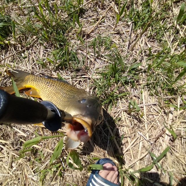 f:id:turitanuki:20240507145030j:image